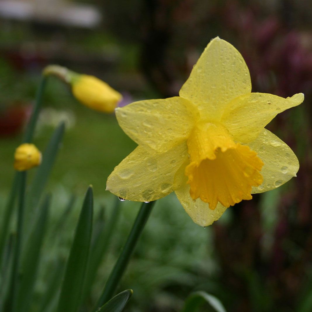 Daffodil.jpg